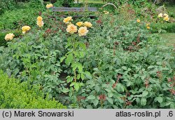 Rosa hort. Helenka