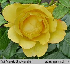 Rosa hort. Mountbatten