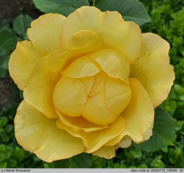 Rosa hort. Mountbatten