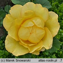 Rosa hort. Mountbatten
