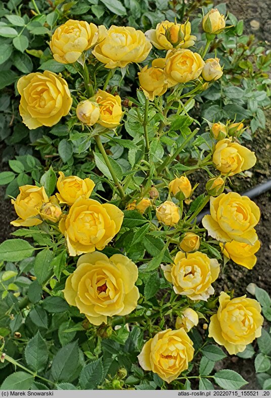 Rosa hort. House Beautiful