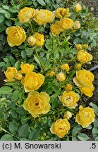 Rosa hort. House Beautiful
