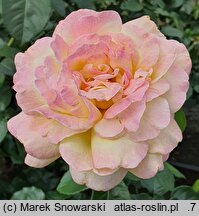 Rosa hort. Peace