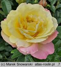 Rosa hort. Peace