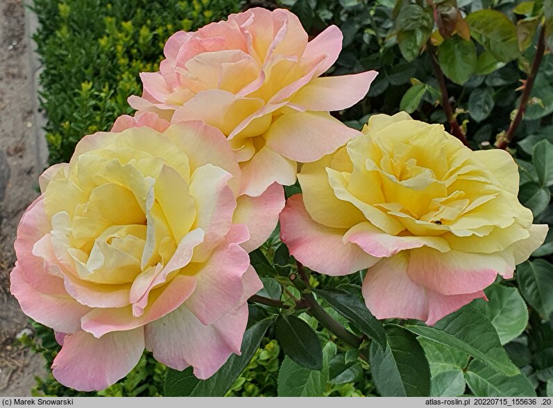 Rosa hort. Peace