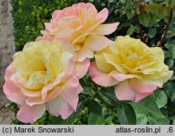 Rosa hort. Peace