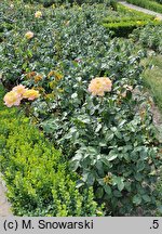 Rosa hort. Peace