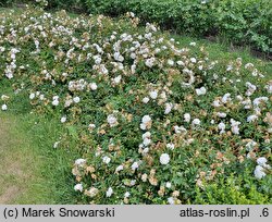 Rosa hort. Snow Ballet