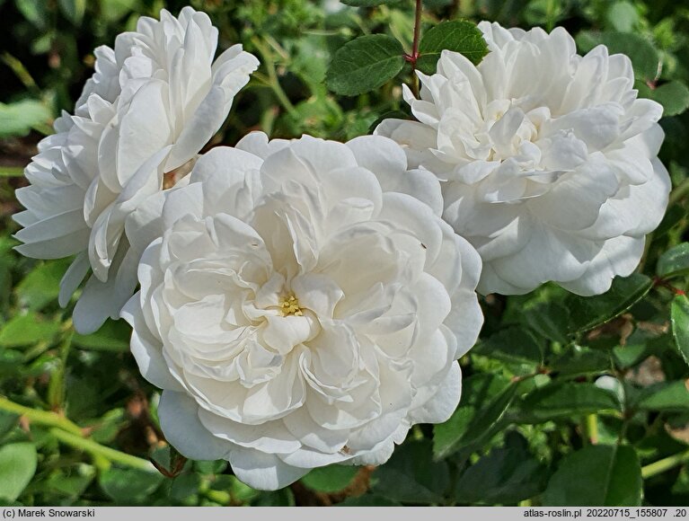 Rosa hort. Snow Ballet