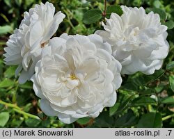 Rosa hort. Snow Ballet