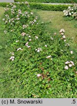 Rosa hort. Pinky Alba