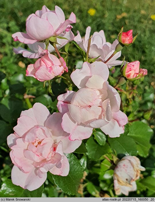 Rosa hort. Pinky Alba