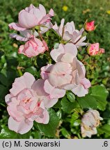 Rosa hort. Pinky Alba
