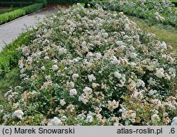 Rosa hort. Meiflopan