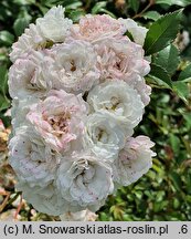 Rosa hort. Meiflopan