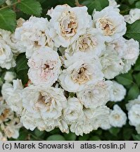 Rosa hort. Meiflopan