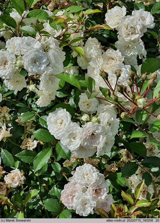 Rosa hort. Meiflopan