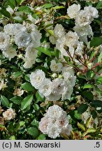Rosa hort. Meiflopan