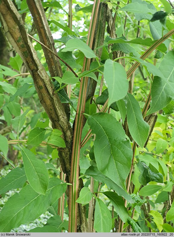 Euonymus phellomanus (trzmielina korkowa)