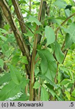 Euonymus phellomanus (trzmielina korkowa)