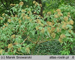 Cornus bretschneideri (dereń Bretschneidera)