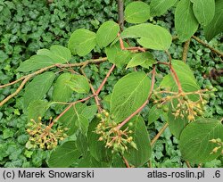 Cornus bretschneideri (dereń Bretschneidera)