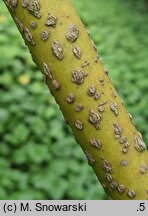 Cornus bretschneideri (dereń Bretschneidera)