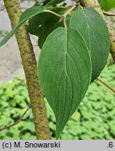 Cornus bretschneideri (dereń Bretschneidera)