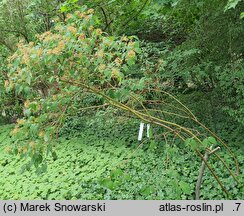 Cornus bretschneideri (dereń Bretschneidera)