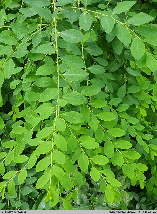 Securinega suffruticosa (sekurinega chińska)