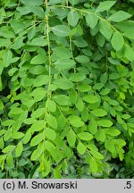 Securinega suffruticosa (sekurinega chińska)