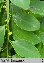 Securinega suffruticosa (sekurinega chińska)