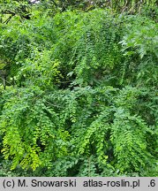 Securinega suffruticosa (sekurinega chińska)