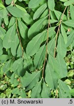 Exochorda racemosa ssp. racemosa (obiela wielkokwiatowa)
