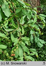 Exochorda racemosa ssp. racemosa (obiela wielkokwiatowa)