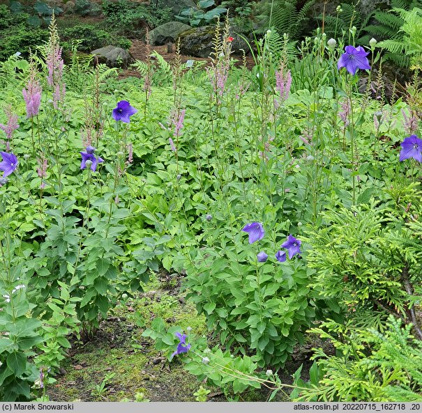 Platycodon grandiflorus (rozwar wielkokwiatowy)