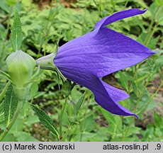 Platycodon grandiflorus (rozwar wielkokwiatowy)