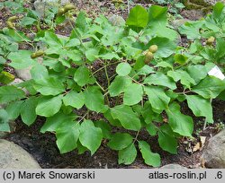 Paeonia mascula ssp. triternata