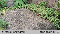 Hylotelephium anacampseros (rozchodnik lubczykowy)