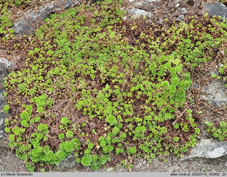 Saxifraga pentadactylis (skalnica pięciopalczasta)