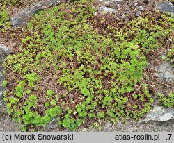 Saxifraga pentadactylis (skalnica pięciopalczasta)
