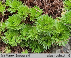 Saxifraga pentadactylis (skalnica pięciopalczasta)