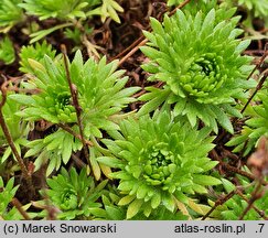 Saxifraga pentadactylis (skalnica pięciopalczasta)