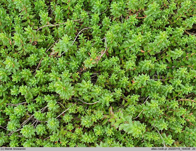Salix hylematica (wierzba leśna)