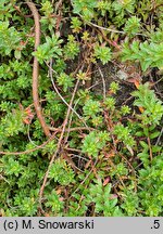 Salix hylematica (wierzba leśna)