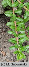 Salix hylematica (wierzba leśna)