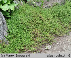 Salix hylematica (wierzba leśna)