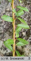 Salix hylematica (wierzba leśna)
