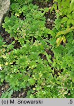 Androsace studiosorum (naradka pierwiosnkowata)