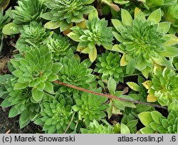 Androsace studiosorum (naradka pierwiosnkowata)